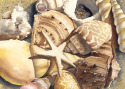Shells & Starfish Shells%20%26%20Starfish (thumbnail)