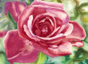 Pink Rose Pink%20Rose (thumbnail)