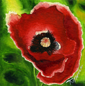 Single Poppy Miniature Single%20Poppy%20Miniature (thumbnail)