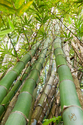 Bamboo I