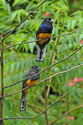 Trogons