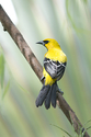 Yellow Oriole