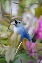 Yawning Bluebird