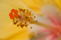 Heart of the hibsicus