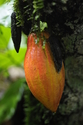 Cocoa pod