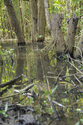 Mangrove Reflections