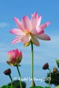Sacred Lotus