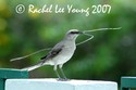 Tropical Mockingbird