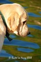 Labrador by the Water