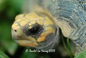 South American Yellow footed tortoise