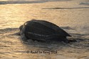 Leatherback returning to the sea