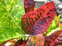 Crotons 2