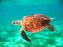Rachel Lee Young - Green Turtle