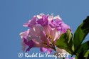 Garlic Vine