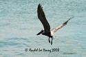 Pelican on the wing