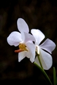 White orchid on black