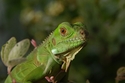 Baby Iguana 1