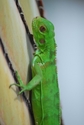 Baby Iguana 2