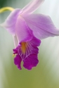 Bamboo Orchid