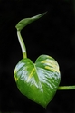 Philodendron