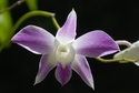 Mauve and white dendrobium