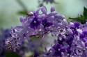 Petrea and Bee