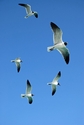 Flying High