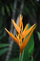 Orange Heliconia