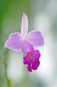 Bamboo Orchid 3