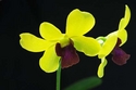 Green Dendrobium