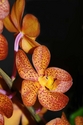 Orange Phalaenopsis