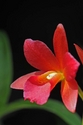 Red Dendrobium