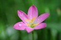 Rainflower