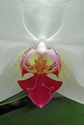 Pink and White Phalaenopsis