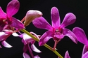 Purple Dendrobium
