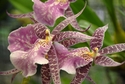 Spotted Orchid