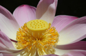 Lotus Flower Nelumbo Lucifera