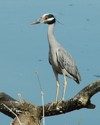 Heron