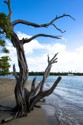 Tree at No Mans Land