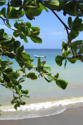 View from a Tree