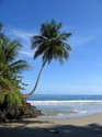 Coconut at Blanchisseuse