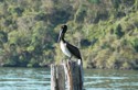 Pelican in Turtle Bay