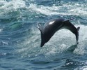 Flipper