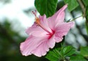 Pink Hibiscus