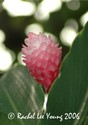 Pink Ginger