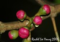 Pommerac Buds