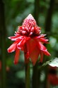 Hawaiian Torch