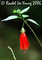 Wax Mallow