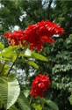 Chaconia