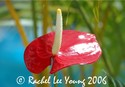 Pink Anthurium